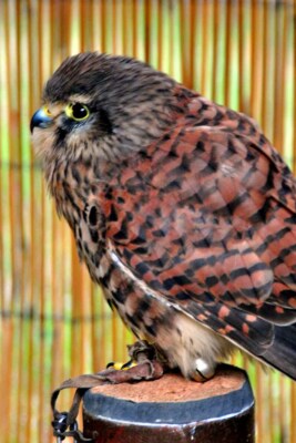 Turmfalke Falco Tinnunkeln Greifvogel Portrait Foto Bild Druck