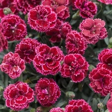 100 Black Cherry Carnation Seeds Dianthus Flowers Seed Flower Perennial 1045