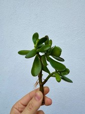 Albero di Giada – Crassula Ovata con radici già sviluppate idroponica