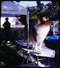 Collie at San Diego Dog Show - 1960s Stereo Realist Slide #1039