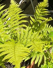 Two big mature Dryopteris filix-mas, the male outdoor ferns