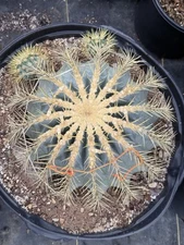 BLUE BARREL CACTUS (Ferocactus Glaucescens) *HUGE*