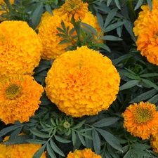 Marigold Seeds Marigold Big Duck Orange 25 F1 Hybrid Seeds New Variety