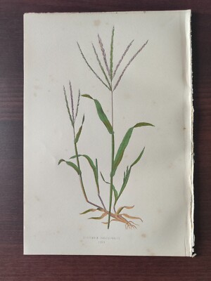  ANTIQUE CHROMOLITH.-BOTANICAL-BRITISH GRASSES-THE HAIRY FINGER GRASS -1871