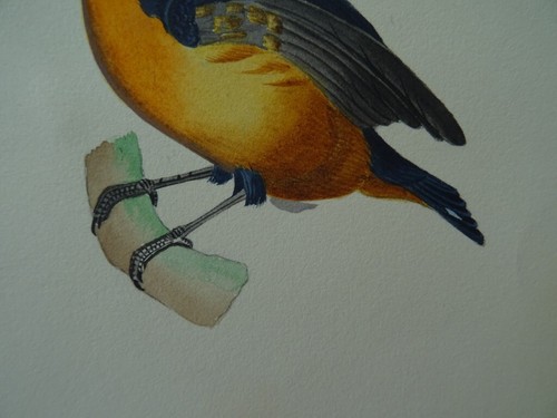 FRENCH SCHOOL 19thC - STUDY OF A BIRD - MAGNIFICENT WATERCOLOR - Picture 7 of 11