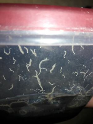 worms for betta fish