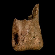 Dinosaurio fósil de tiranosaurio de 1,5" hueso del dedo del pie del Cretácico Judith River FM Montana certificado de autenticidad