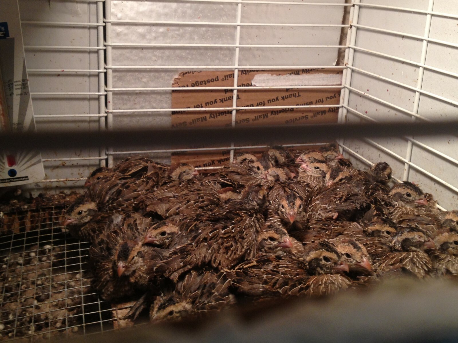 40 + "BUTLER" BOBWHITE QUAIL HATCHING EGGS eBay