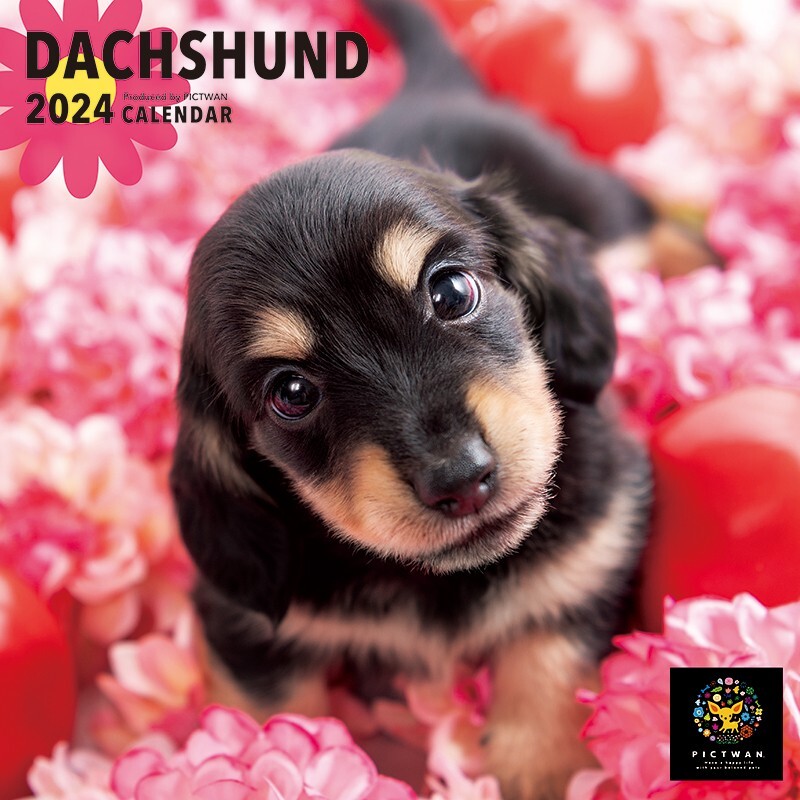 2024 Wall Calendar PICTWAN Dachshund Dog S Size from Japan | eBay