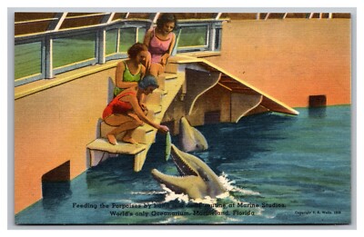Marineland FL Feeding Porpoises by Hand at Marine Studios Linen Postcard
