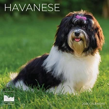 Havanese 2026 Wall Calendar | 12" X 24" Open | Dog Calendar Photography Thick &