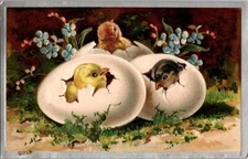 Vintage Antique Postcard Easter Baby Chicks Egg Hatching Frieds Joyous Art  P01