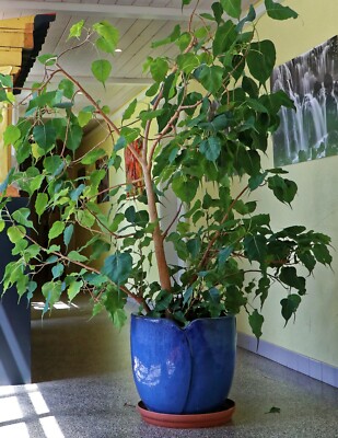 gloriosum variegata Philodendron Gloriosum Albo Variegata – Jolaplants