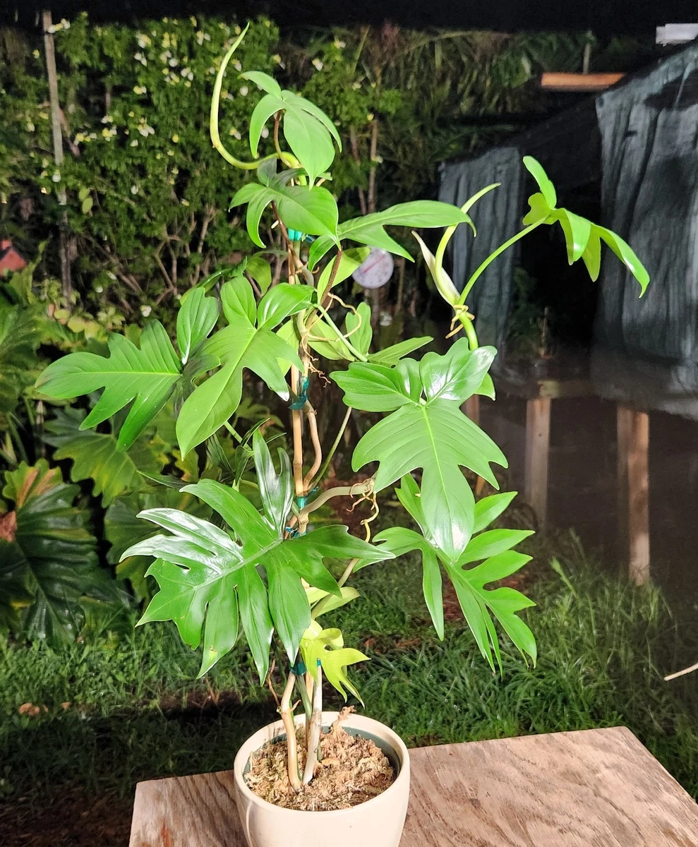 Philodendron House Plants for sale | eBay