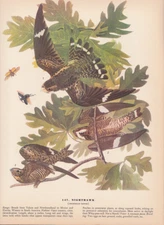 Audubon 1942 Vintage Birds #147 "Nighthawk" Full Color Art Plate Lithograph