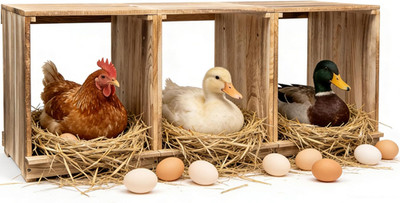 Nesting Boxes for Chickens,  3 Compartment Carbonized Wooden Egg Laying Nest Box
