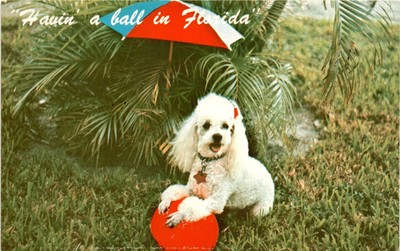 Farida Poodles, Florida, Miami, John Gordash, Florida Natural Color, Postcard