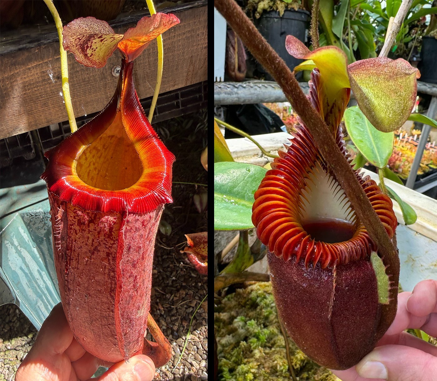 Fresh Nepenthes (boschiana x mira) x villosa seeds, greenhouse grown, 10/22/26