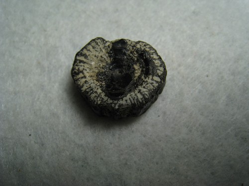 Fossil Fish Vertebrae Ancient Mineralized Bone Stone From Kansas USA 3.3 Grams - Picture 9 of 17