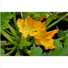 15 semi di ZUCCHINO DA FIORE + OMAGGIO+SPEDIZIONE GRATUITA
