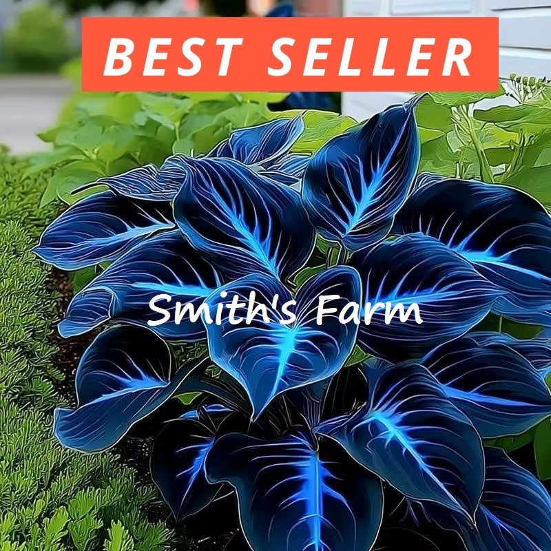 15+ Seeds Midnight Hosta Garden Perennials Thriving in Shaded Areas