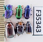 F35343. Insects, Mix insects sp. Vietnam North. 1900m
