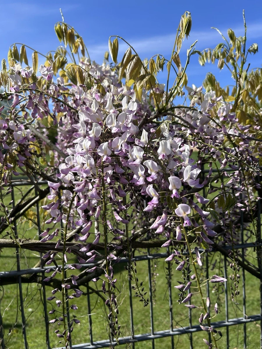 Wisteria online kaufen | eBay.de