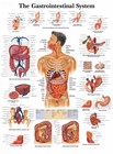 The Gastrointestinal System Medical Poster Print Choose your size Unframed.