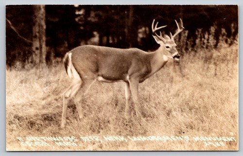 Postcard RPPC Michigan Oscoda Northwoods Deer Lumberman's Monument c1940s MI