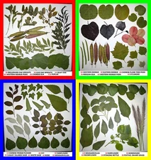 Pressed Dried Leafs Leaves Art Craft Supply Ginkgo Oak Rose Bougainvillea Trees