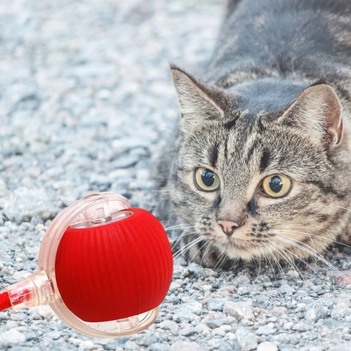 Automatic Rolling Ball Smart dog cat Toy Electric Pet Self-moving Kitten Game UK - Picture 4 of 6