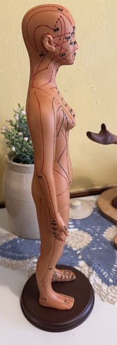 Acupuncture Female Model High Definition Chinese Human Body W/ Instructions 20” - Picture 12 of 23