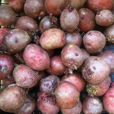 12 RED IDAHO Seed POTATOES Bulbs Tuber Spud Plant Organic READY TO GROW