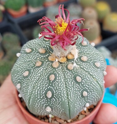Astrophytum asterias 'Shinshowa' F2 10seeds harvest 2025 | eBay