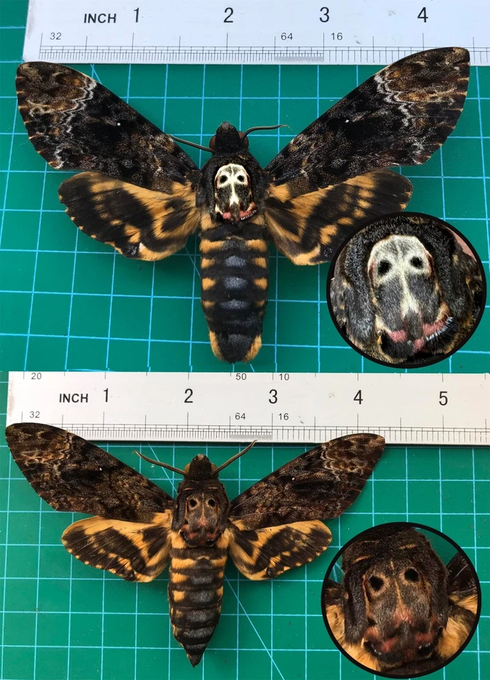 Gothic Christmas Decor Real Death Head Moth Coffin Frame Taxidermy Insect - Image 2 of 4