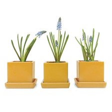 - 3 Piece Set Square Succulent Cactus Planter Pot, 3 Inch Ceramic Flower Plan...
