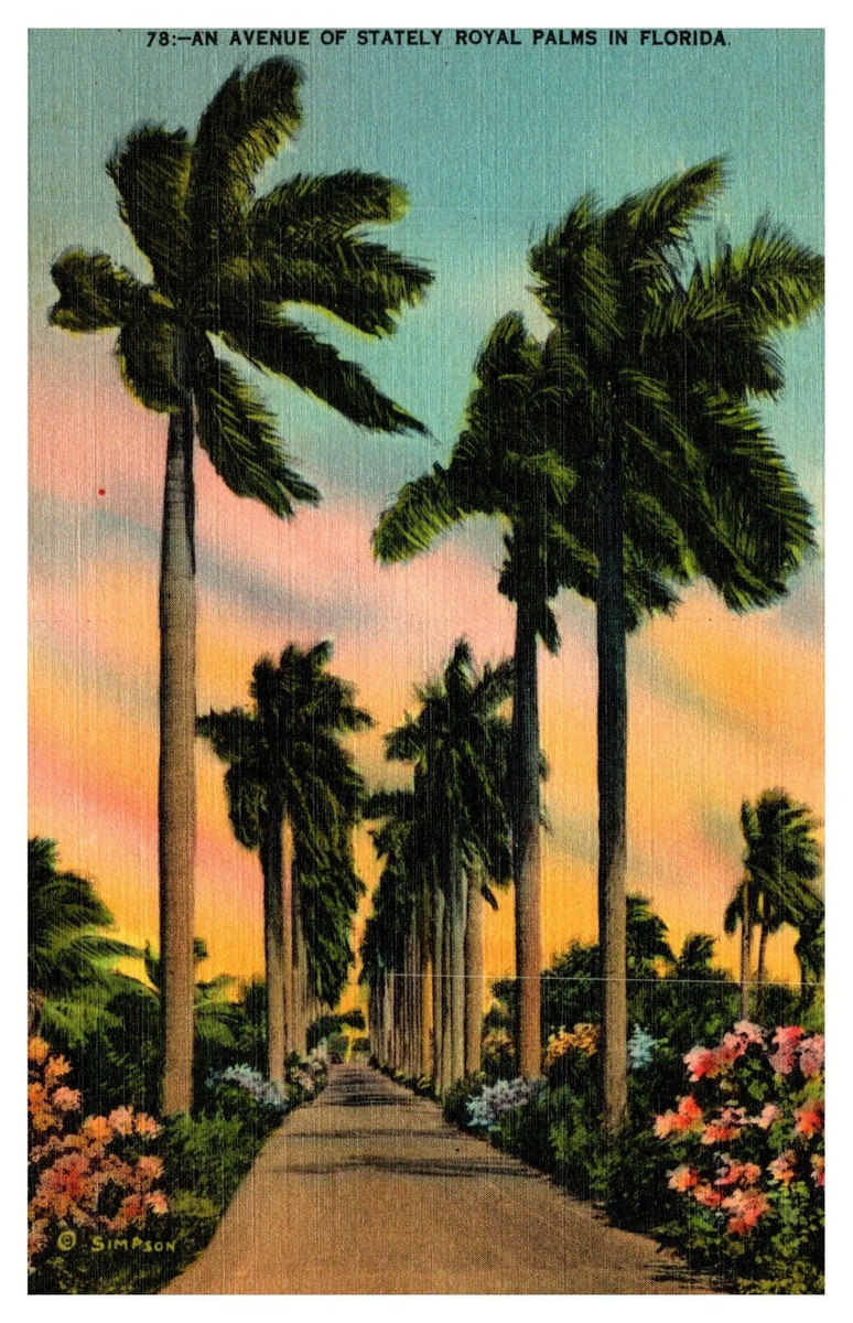 Florida FL An Avenue of Stately Royal Palms 78 Linen Postcard