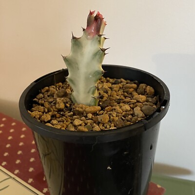 Euphorbia Lactea Plants Gumtree Australia Free Local Classifieds