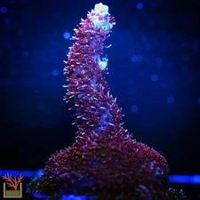 Strawberry Millepora
