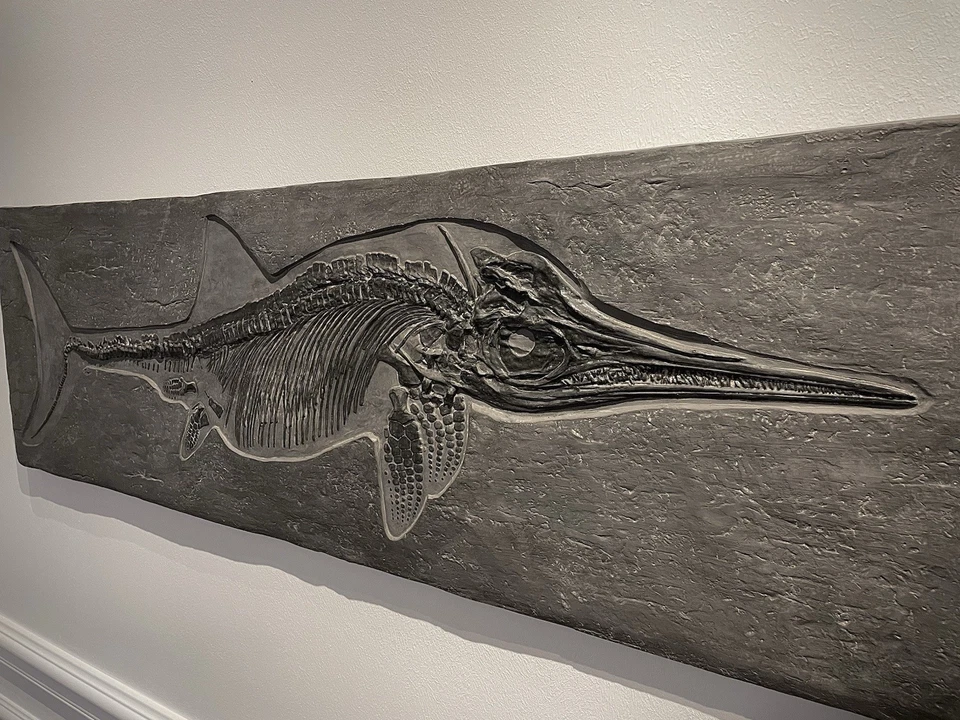Ichthyosaurus - Fossil Replica - Bild 2 von 4