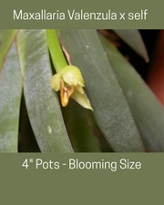 Maxallaria Valenzuela Orchid, True Species, 4" Pots, fragrant, uncommon