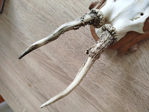 vintage Real Skull with Horns, white bone, animal skull. Original 1950s. 34 - 第 7/14 張圖片