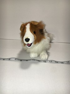 border collie lassie dog