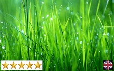 Premium Green - Our flagship lawn seed blend