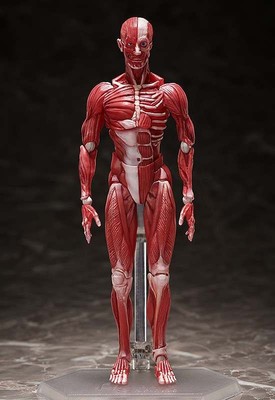 HUMAN ANATOMICAL MODEL FIGMA AF FREEING