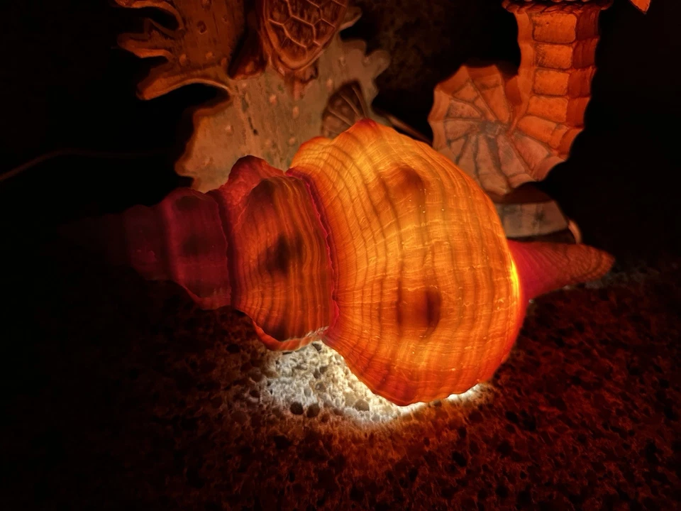 Florida horse conch with Nightlight - Image 4 of 4