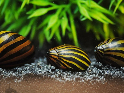 #ad 5 ZEBRA NERITE SNAILS freshwater moss java shrimp guppy live FREE SHIPPING $29.99