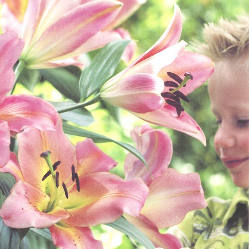 Lilienzwiebeln Sets bunte Blumenzwiebeln Lilium Zwiebeln Knollen Lilien Blüte - Bild 67 von 89