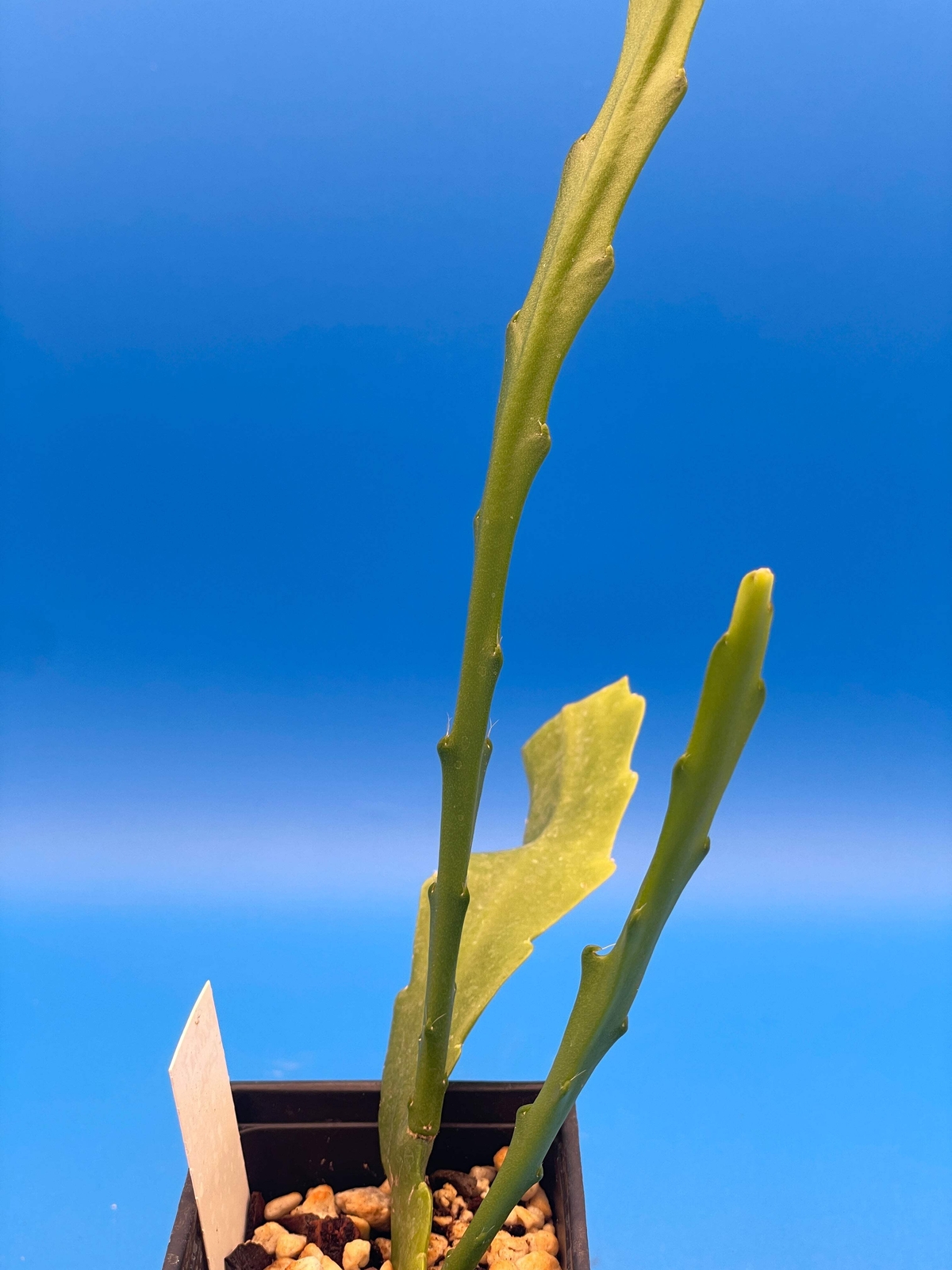 Epiphyllum Hybrid 'Bertha Talbot Loose' Fully-Rooted Starter Pot