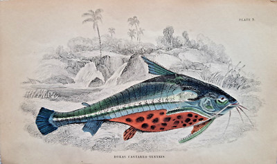 Doras castaneoventris Wels Stahlstich handkoloriert 1843 Lizars Fishes of Guyana